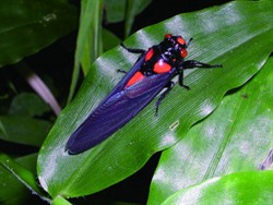 Huechys sanguinea