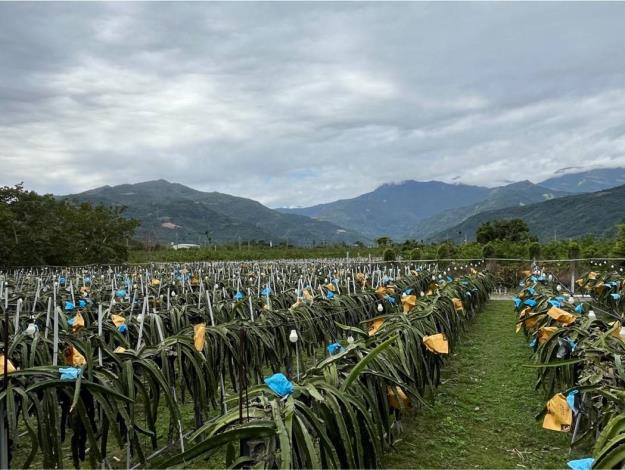 內政部公地放領審議會通過臺東縣有土地放領-1