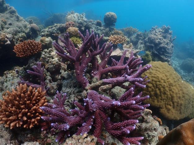 3.東沙環礁潟湖內生態自1998年後復原良好