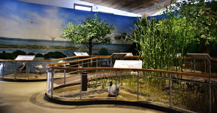台江遊客中濕地生態展示