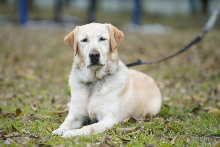 搜救犬1
