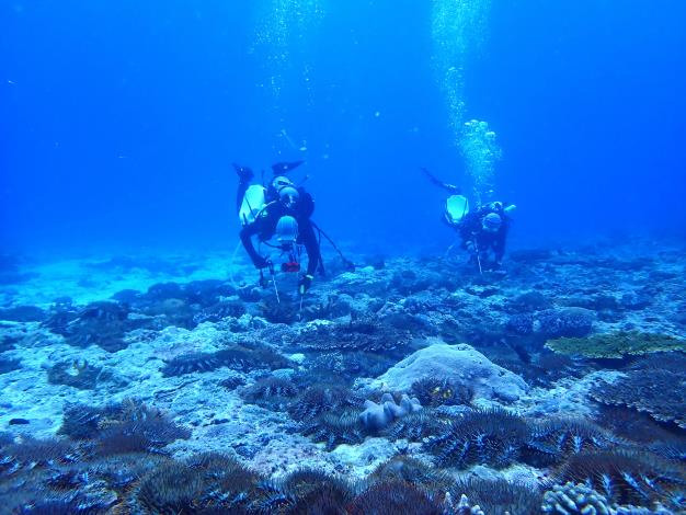 海管處在春季棘冠海星聚集的時期積極投入清除作業