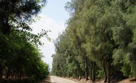 木麻黃樹林