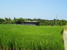 稻作生長期