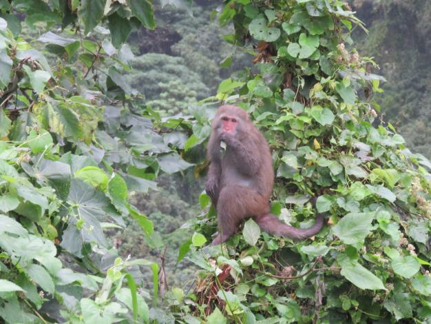 臺灣獼猴採集大自然天然食物照片2