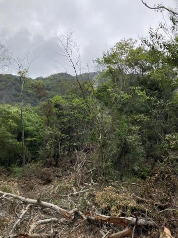 21. 1.5k山頂與滾落衝破樹林痕跡.JPEG