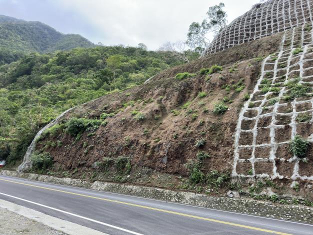 6-公路邊坡約半年後已逐漸長出原生植物小苗_3631-1.JPG