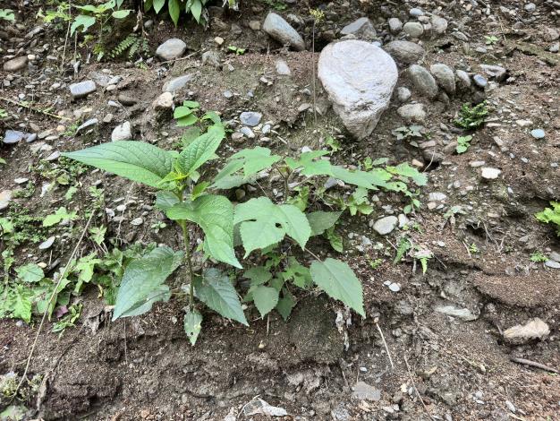 8-公路邊坡長出原生植物小苗-山黃麻和構樹_3615-1.JPG