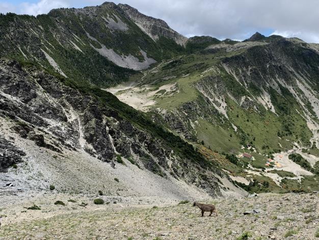 04-張淑錦-南湖圈谷山屋-有山羊