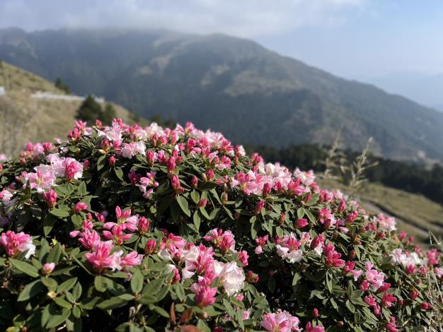 Flowering at Hehuan Mountains (photo from Taroko N. P. HQ)