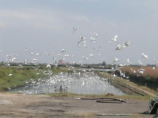 Fisherman Chen Guozhong shared the grand occasion of opening the fishpond to water birds for forging