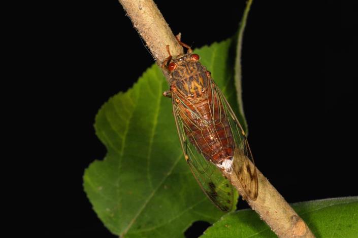 Taiwanese Twilight Cicada feature, Red-Eyed the Flash