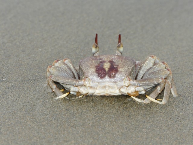角眼沙蟹 Ocypode ceratophthalmus