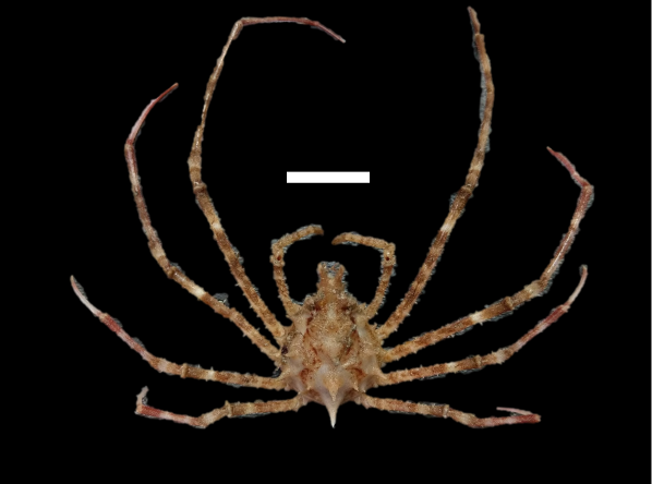 銳刺長踦蟹  Phalangipus hystrix