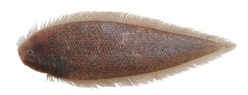 格式舌鰨  Cynoglossus kopsii