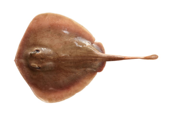 褐黃扁魟  Urolophus aurantiacus