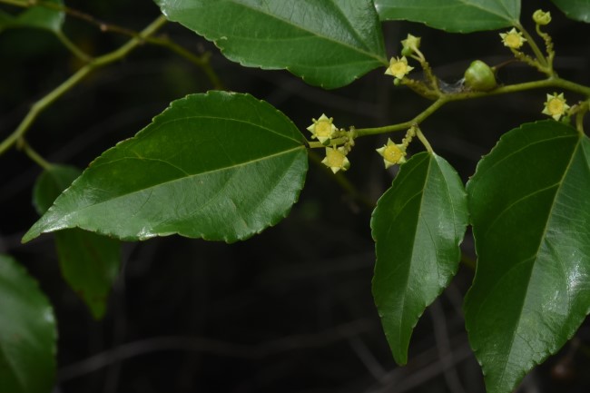 亞洲濱棗  Colubrina asiatica (L.) Brong