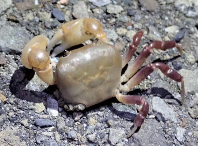 台江國家公園新紀錄種小隱蟹，發現時已失去左側4隻步足（吳瑞昌攝）