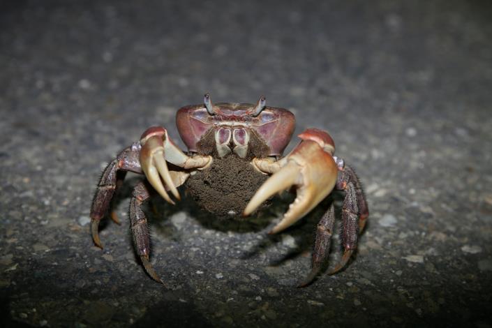 橫越青草崙堤防防汛道路的兇狠圓軸蟹抱卵母蟹