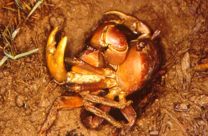 圖2 在洞口以面對面方式進行交配的兇狠圓軸蟹
