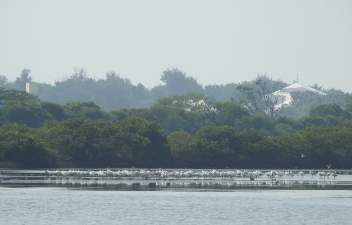 北汕尾水鳥生態保護區「大池仔」黑面琵鷺重要棲地