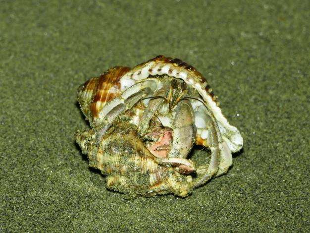 Tawny hermit crab
