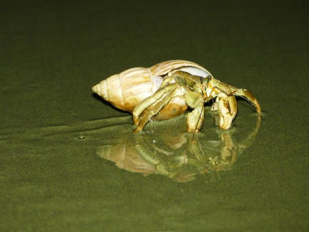 Concave hermit crab