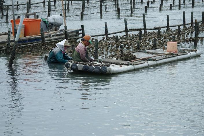 Elderly couple next to the oyster racks laboriously tyeing strings of shells for seed oysters to set
