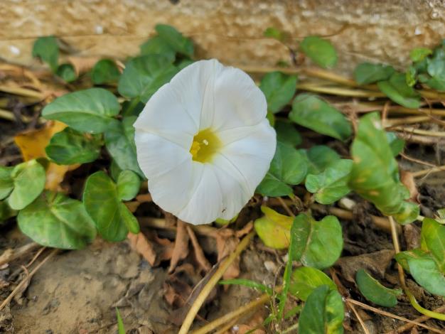 Fig. 1 The Ipomoea imperati (beach morning-glory), threatened in the wild, successfully rehabilitated in Taijiang Garden