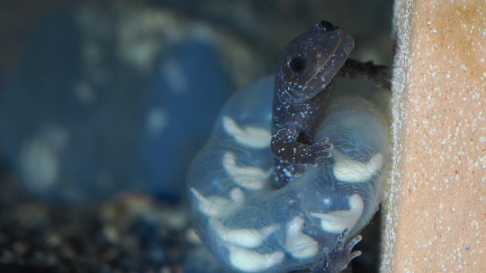 圖片2圈養繁殖試驗-觀霧山椒魚護卵行為.JPG
