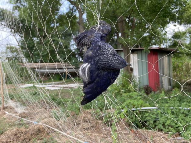 白斑紫嘯鶇遭農田鳥網纏繞