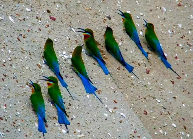 線上即時影像截圖