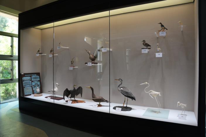 鳥類標本展示