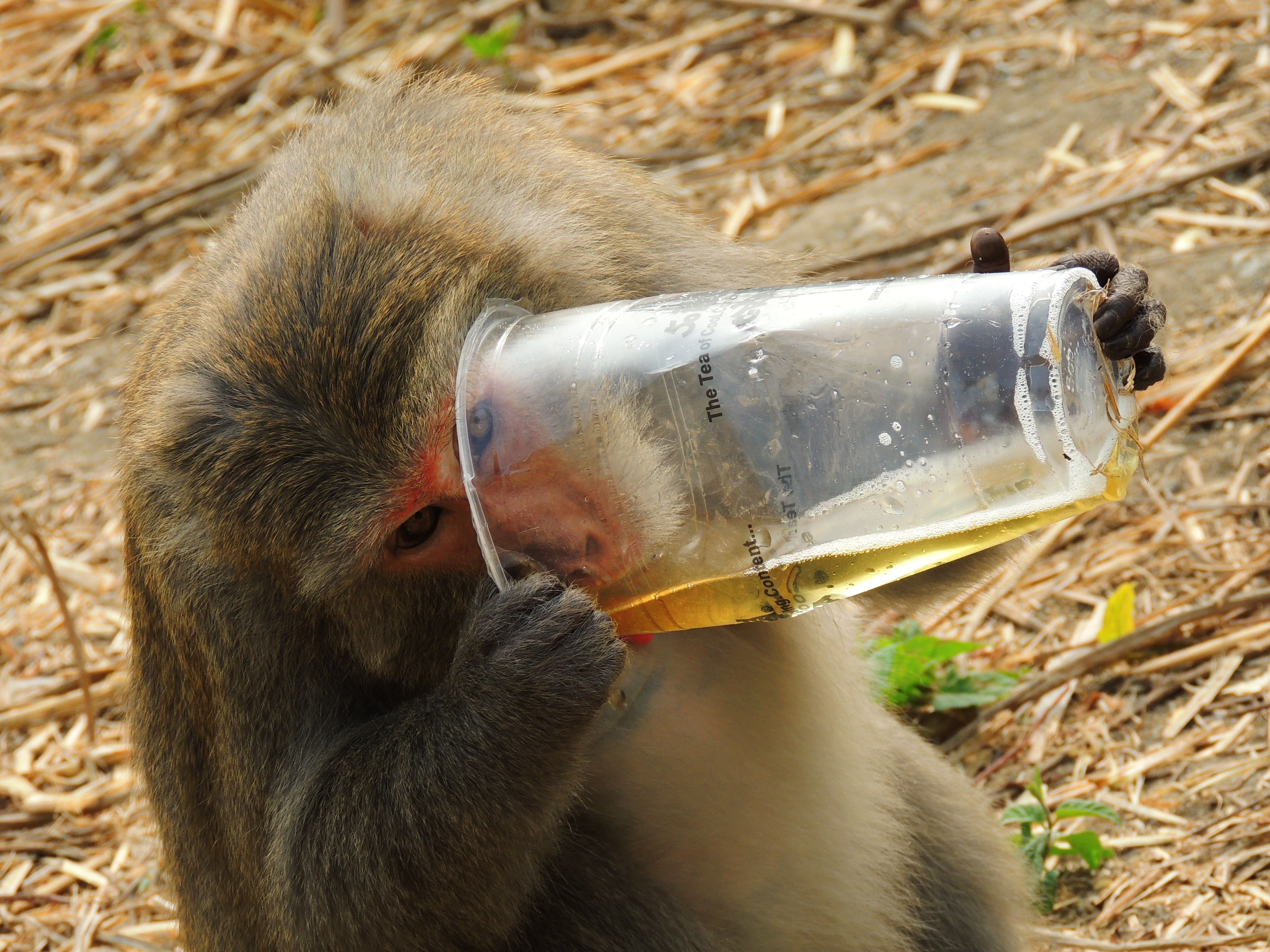 壽山部分獼猴已經養成主動接近人類獲取食物的習慣