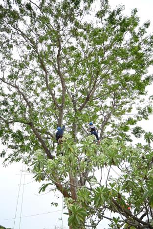 自管處兒童節活動有難得的攀樹體驗.JPG