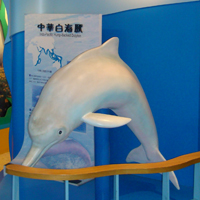 [另開新視窗]中華白海豚