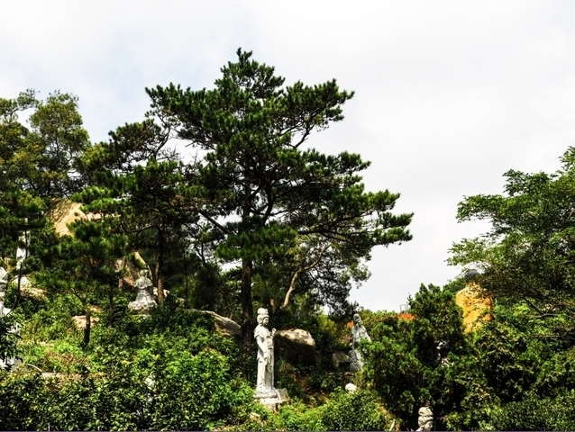 位於太武山海印寺的左側高峰，即雷達站所在附近，枝葉從岩石上向山谷伸展，呈偃臥覆蓋狀。