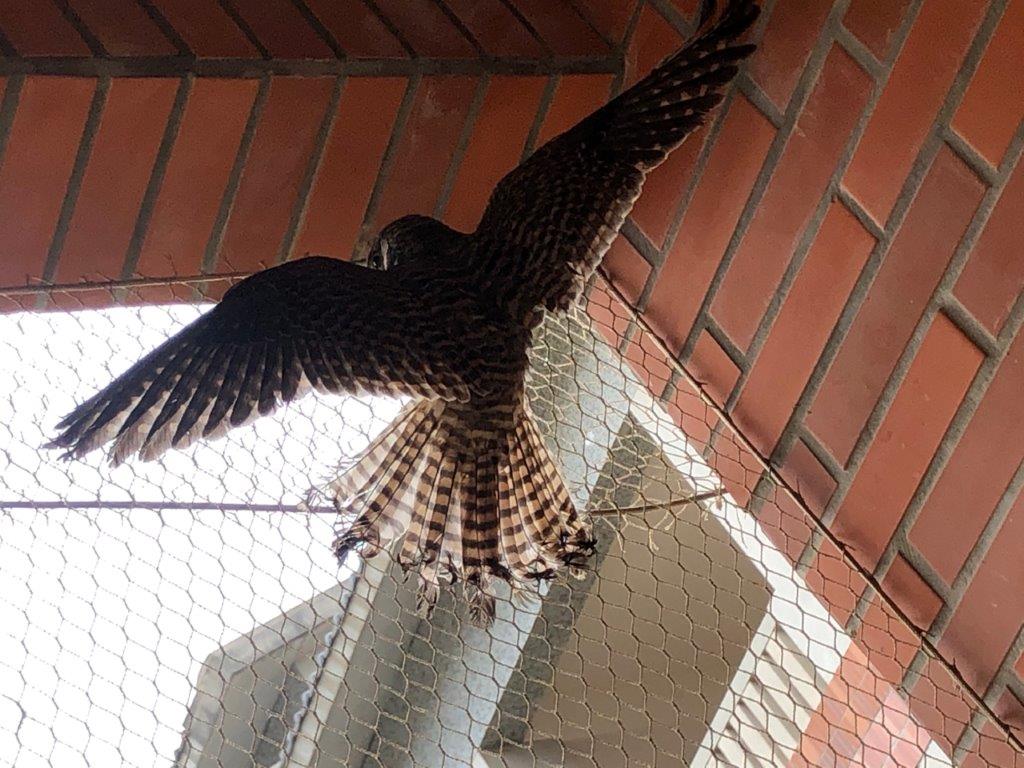 A Eurasian Kestrel became trapped in a bird net