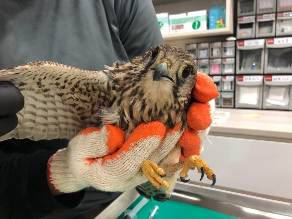 A vet gave the bird a health examination