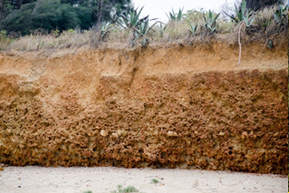 古寧頭附近的砂層表面形成強烈的紅土化，這些紅土化的砂岩因為質地堅硬，在海水與波浪的長期拍擊下，表面被侵蝕出許多小孔，因此被當地人稱為“貓公石“。