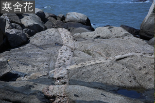 在岬角的部分岩石上，可見到被開了大大小小的圓孔，這種小地景稱為風化窗，是由海水或風力推動小石子不段對岩體磨蝕，進而產生的圓孔構造。