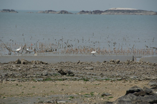 西園鹽場灘地面積廣大，當海水退潮後，可到露出在泥灘地上的許多潮溝，是附近活動鳥類的重要覓食場所。