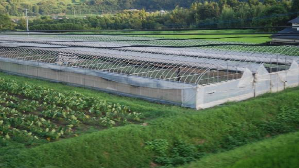 九州農地利用之一芋頭及溫室