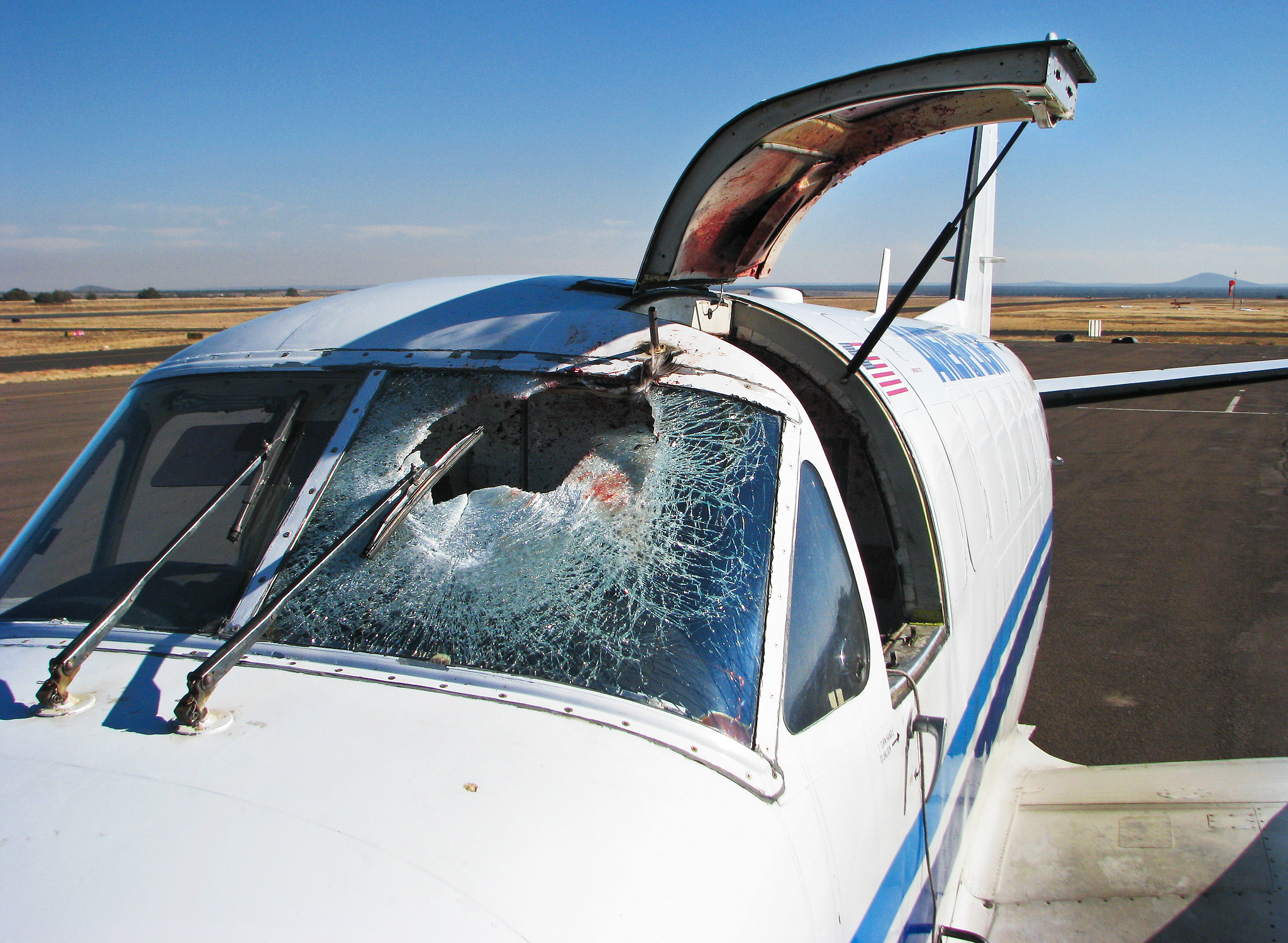 The aircraft collided with the bird(2 photos).jpg