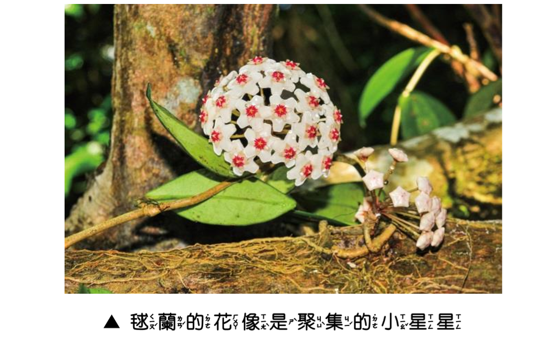 植物美樂地圖說-3_毬蘭的花像是聚集的小星星