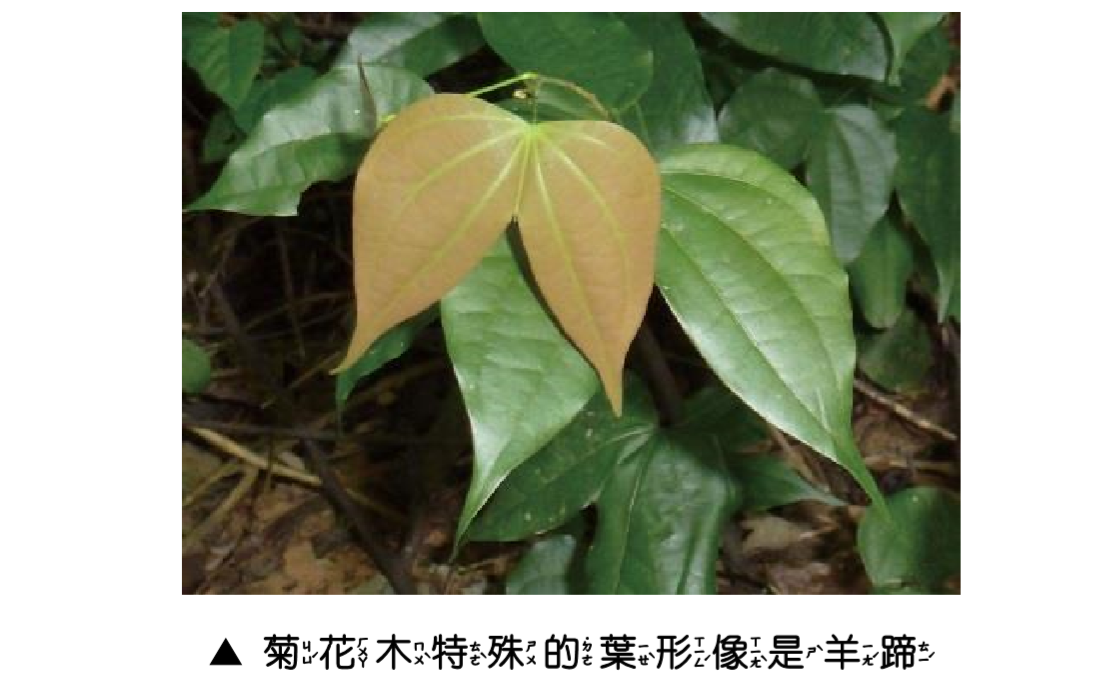 植物美樂地圖說-4_菊花木特殊的葉形像是羊蹄