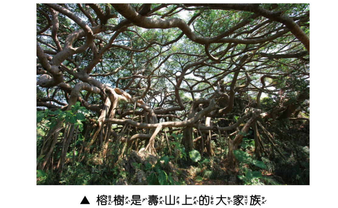 植物美樂地圖說-5_榕樹是壽山上的大家族