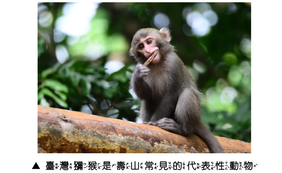 動物天堂圖說-1_臺灣獼猴是壽山常見的代表性動物