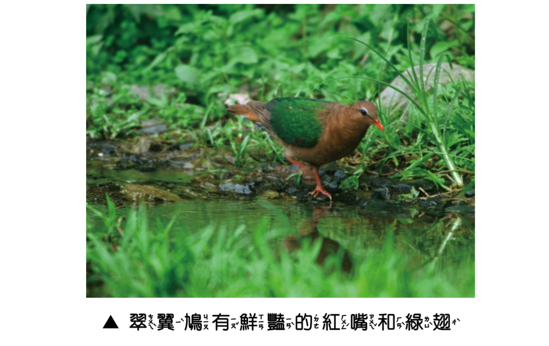 動物天堂圖說-3_翠翼鳩有鮮豔的紅嘴和綠翅