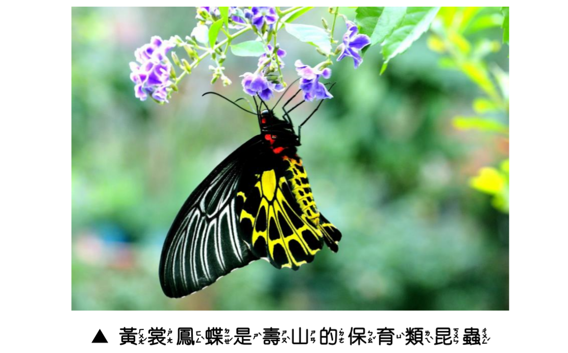 動物天堂圖說-6_黃裳鳳蝶是壽山的保育類昆蟲